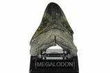 4.84" Fossil Megalodon Tooth - Feeding Damaged Tip - #168229-1